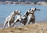 DALMATIEN 247